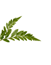 Leaf Image