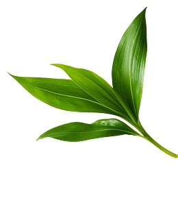 Leaf