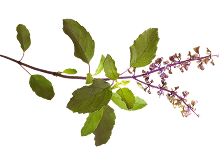 Leaf