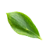 Decorative Leaf