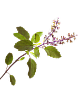 Decorative Leaf