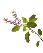 Decorative Leaf