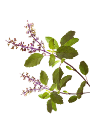Vision Leaves