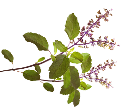 Mission Leaves